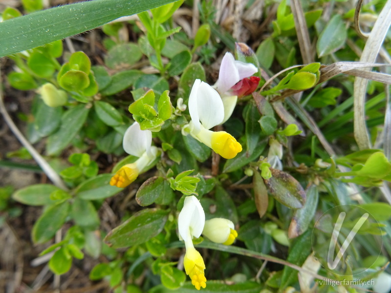 Buchsblättrige Kreuzblume: Übersicht